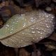 DSC_6280_copy.jpg