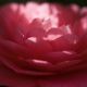 dsc_9916_copy.jpg