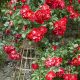 DSC_4237_copy.jpg