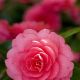 dsc_9919_copy.jpg