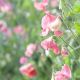 32dsc_1472_copy.jpg
